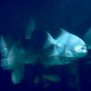 Meet your Posher, Kathleen